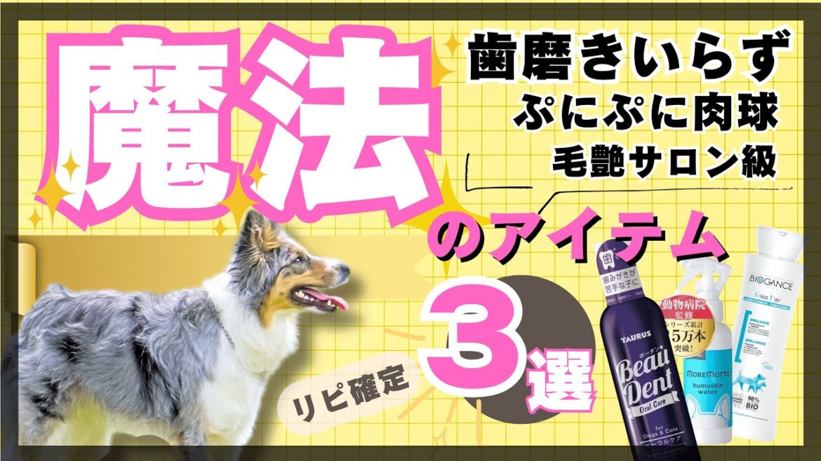 愛犬に【魔法のアイテム】簡単に歯が真っ白 / 実際に使って効果検証/ぷにふに肉球/サロン級毛艶