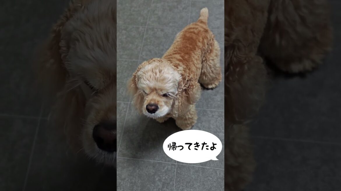 お父さん帰ってきたよ（コッカースパニエル）