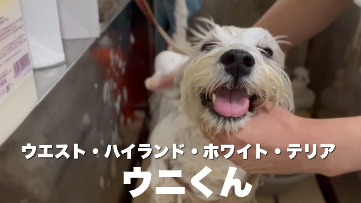 ウエスト・ハイランド・ホワイト・テリア　ウニくん【West Highland White Terrier】