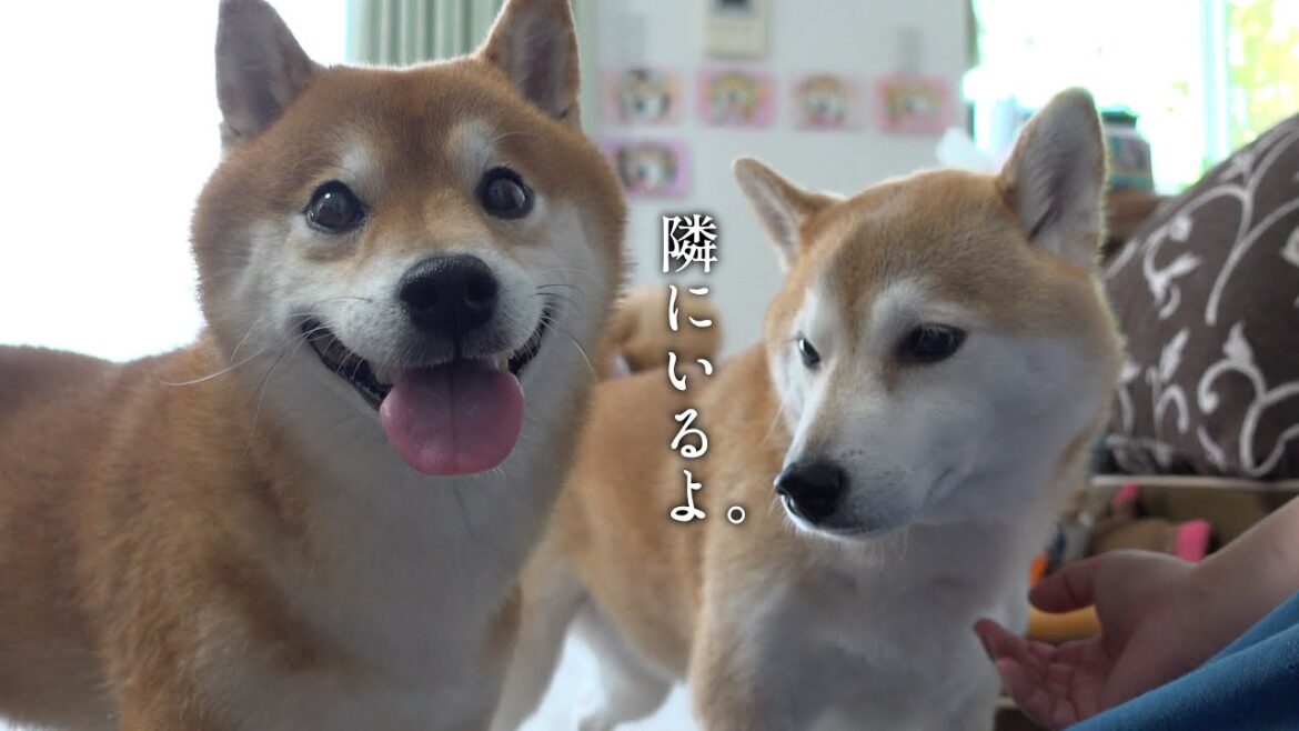心が揺れる一週間‥柴犬の寄り添う心に涙が止まりません。