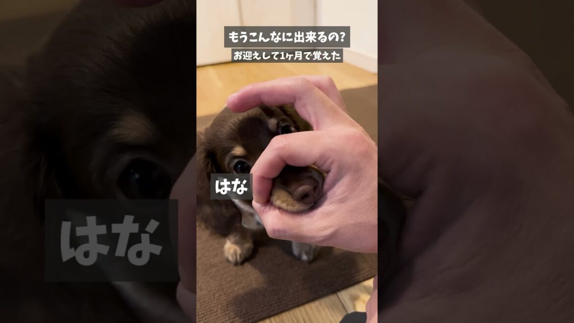 もうこんなに出来るの？お迎えして1ヶ月で覚えた#ミニチュアダックスフンド#ちゃちゃまるの短足ファミリー