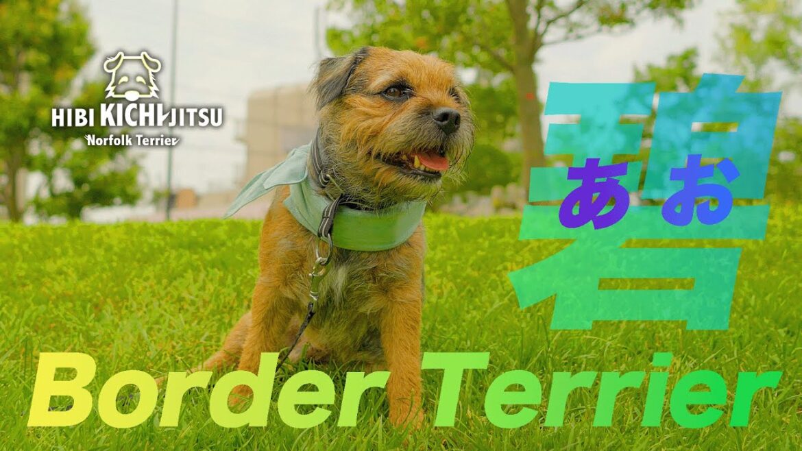 愛犬キチ  Border Terrier 碧(AO) と再会【 ボーダーテリア ノーフォークテリア norfolkterrier  terrier 】