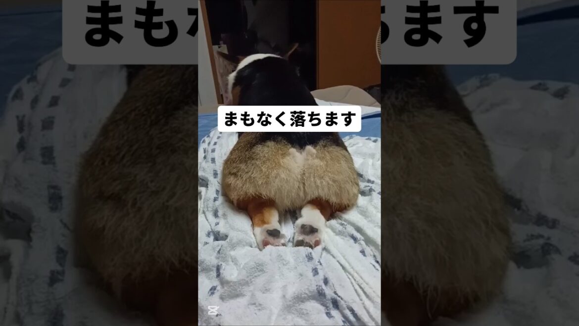 なだれ落ちてくボサ尻#コーギー#コーギー犬#コーギーのいる暮らし#corgi#corgilife#shorts