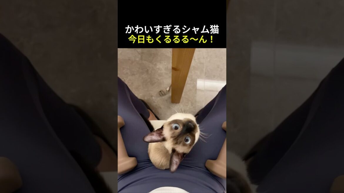 かわいすぎるシャム猫、今日もくるるる〜ん！#猫 #おしゃべり猫 #ショート