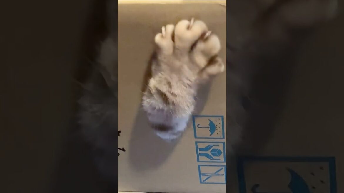 何があるの夢中#cat #cutecat #American curl #アメリカンカール