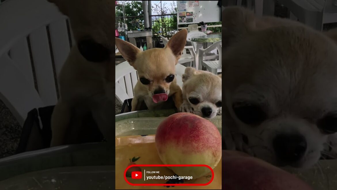 スムースコートチワワ みんなともも食べ放題@勝沼 #Shorts #dog