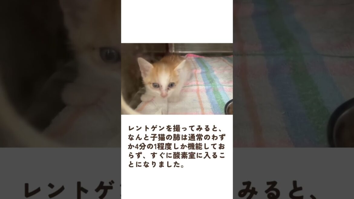 子猫と母猫が庭に現れた時のお話のつづき⑤です。#猫 #子猫 #保護猫 #猫のいる暮らし #cat #猫動画 #三匹の猫 #ねこ部 #猫好きさんと繋がりたい #YouTube猫 #猫の日常