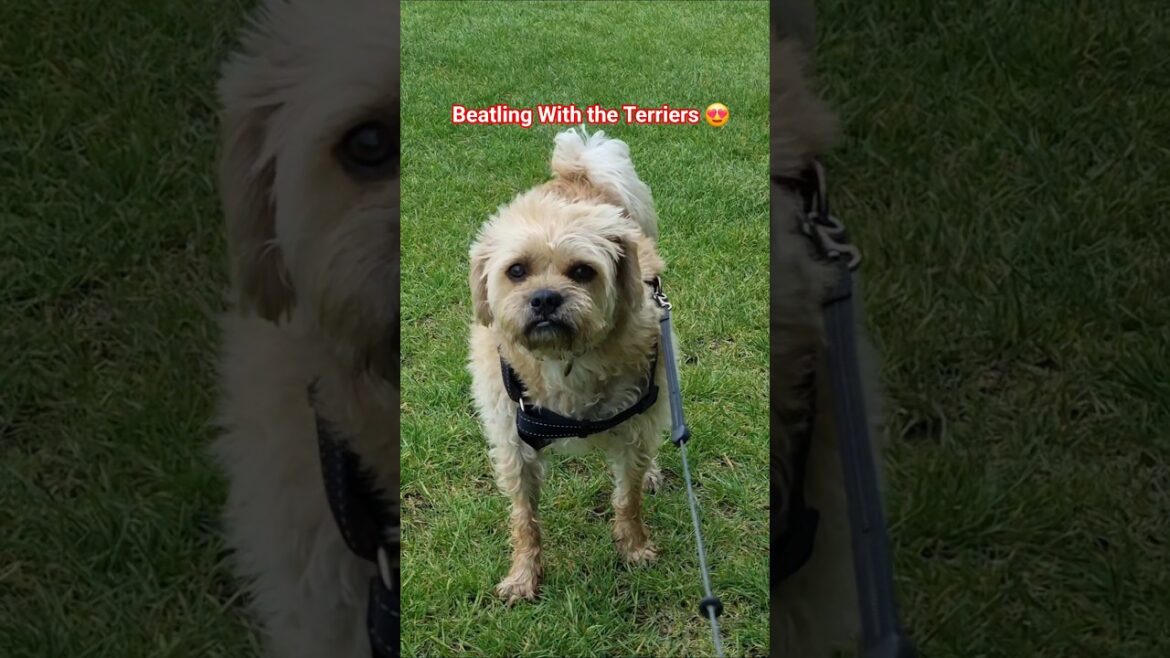 Beatling Around with The Terriers 😍