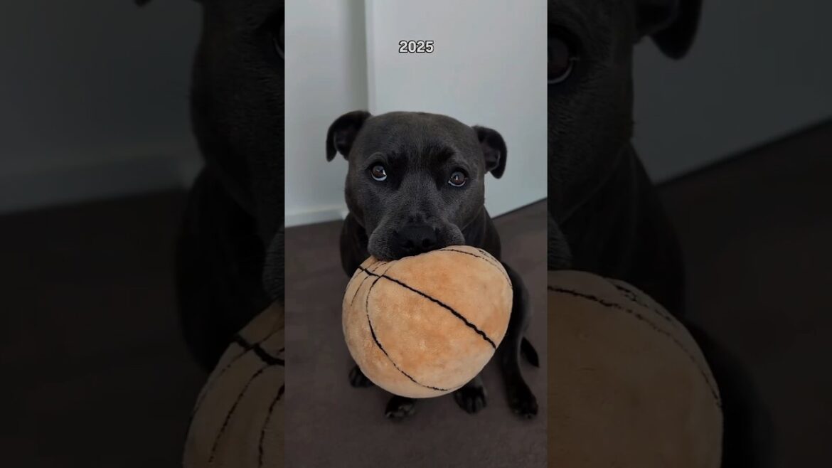 She is as soft as her stuffed animals 🥹 4 years old and she has everything ❤️ #staffy #cute #shorts