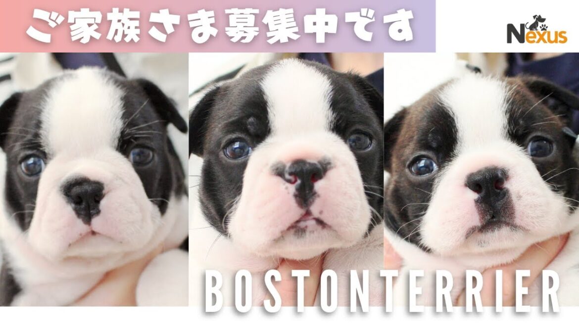 【ご家族さま募集中です】2025.6.16生まれ　ボストンテリア　３きょうだいちゃん