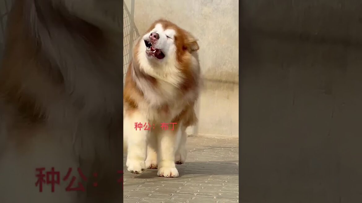 アラスカンマラミュート レッド＆ホワイト