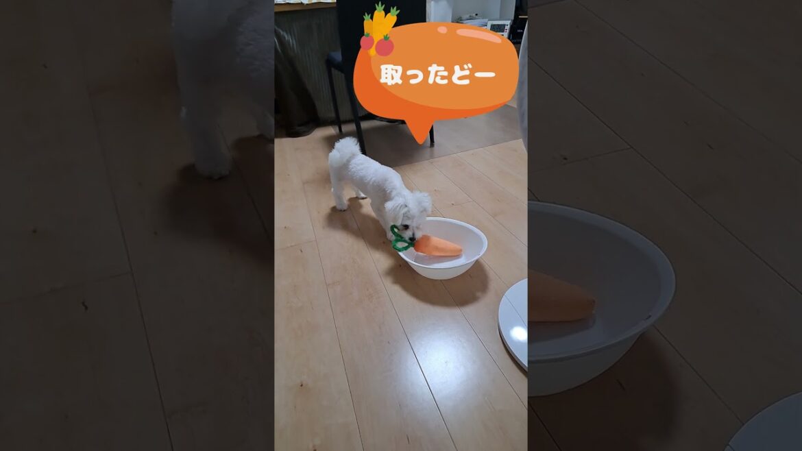にんじん取ったどーマルチーズ子犬＃シニア＃マルチーズ＃子犬  #puppy #子犬 #赤ちゃん #ふせ #可愛い＃かわいい #しつけ＃吠える＃噛む＃咥える＃遊ぶ＃お迎え＃ペット＃癒し #性格