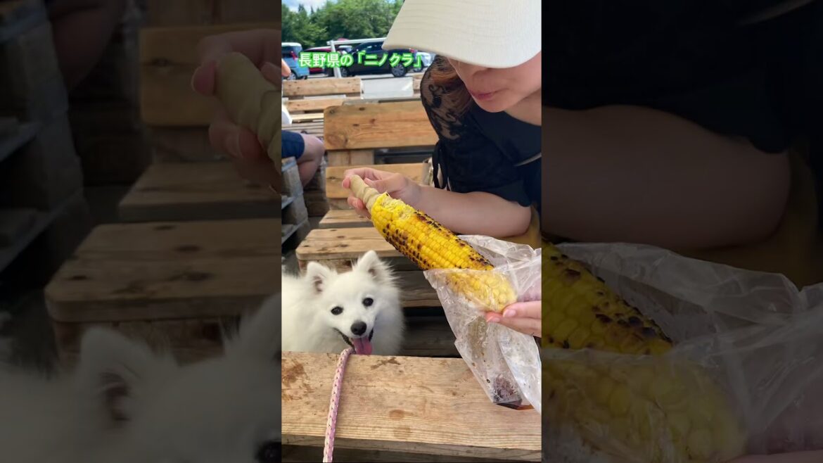 にのくらマルシェに行ったよ　#日本スピッツ #長野県