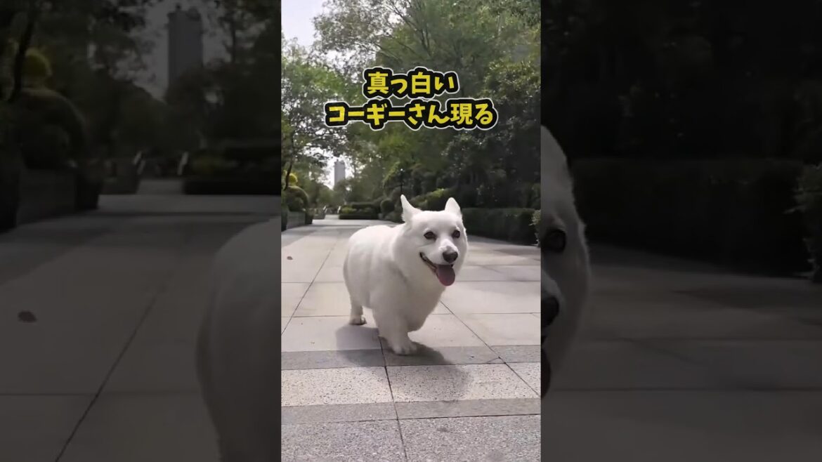 仕事で疲れた皆に贈る笑いと癒しのコーギー5選ww　#コーギー #笑える #癒し #コーギーのいる暮らし #犬のいる生活 #元気になる動画