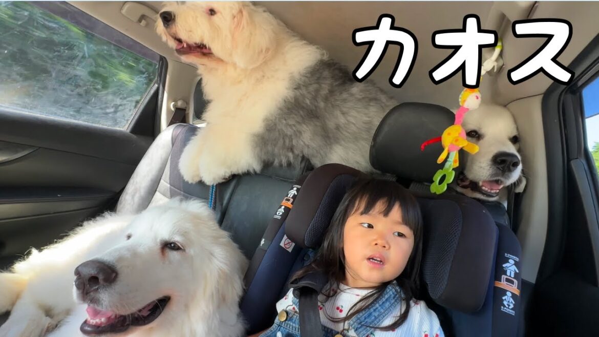 【大暴れ】愛犬たち、お出かけが楽しみすぎたのか車内が大変なことになりました…｜グレートピレニーズ&オールドイングリッシュシープドッグ&トイプードル