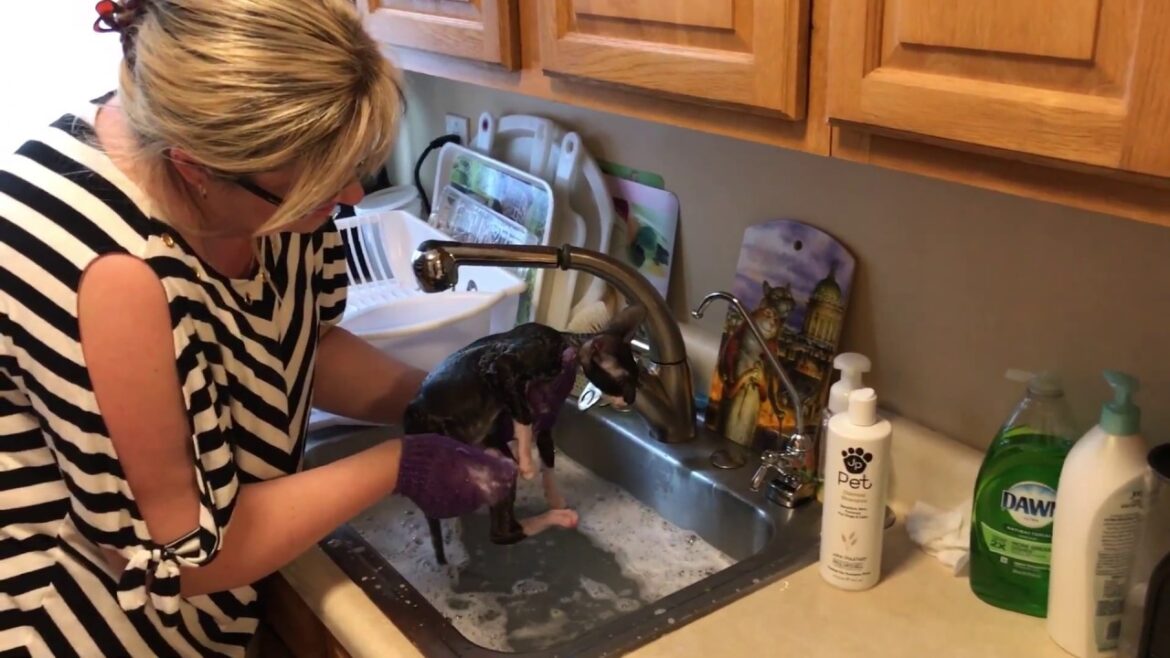 Cornish Rex kitten first bath.