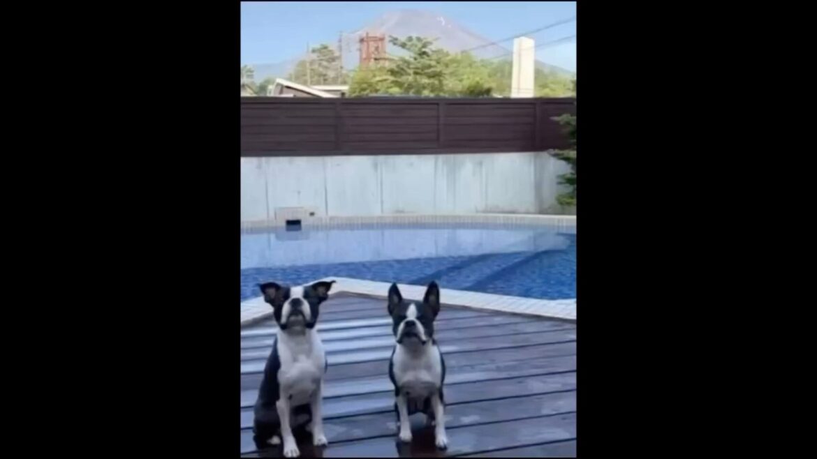 👽🛸に連れ去られるボストンテリア／Kidnapped Boston Terrier