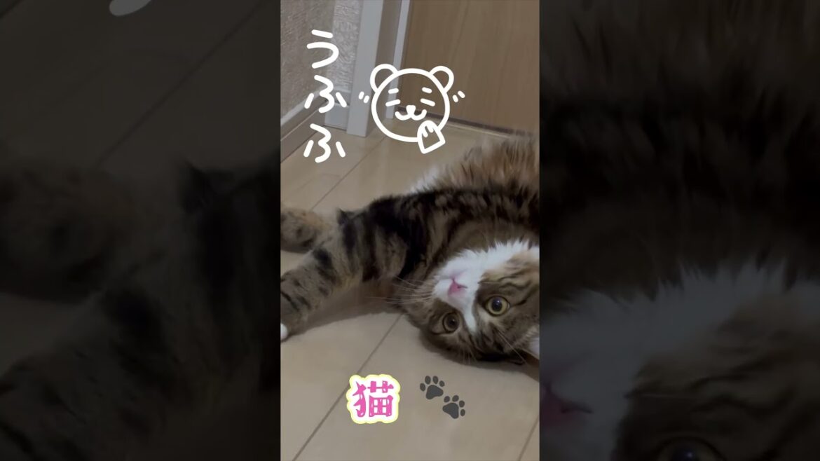 これ何？これなに？！猫の猫さん🐱Ⅱ#マンチカン #cat #猫 #ねこ #shorts