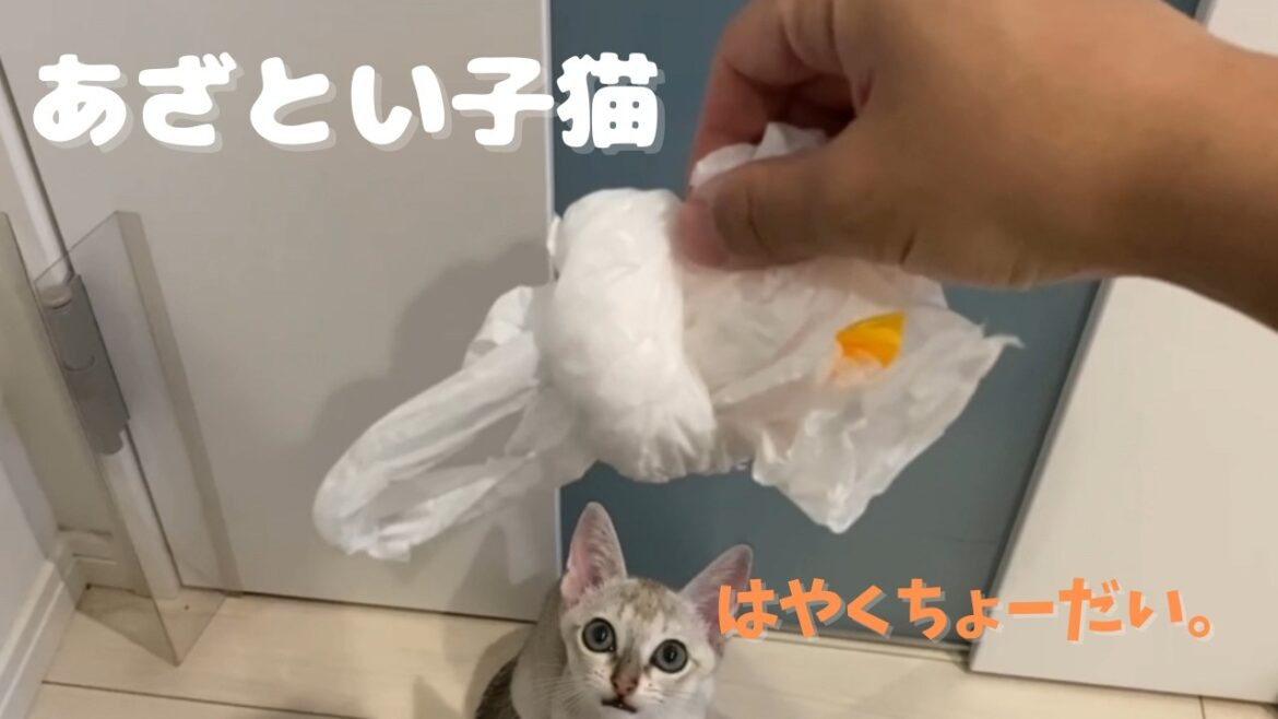 【かわいい子猫】あざとさ全開シンガプーラの子猫が可愛すぎてキュンキュンする