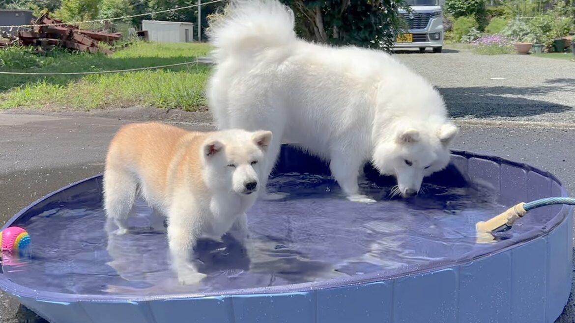 初めてのプール開きに大興奮で楽しむサモエドと巨大給水所だと思ってる柴犬 初めてのプール開きに大興奮で楽しむサモエドと巨大給水所だと思ってる柴犬