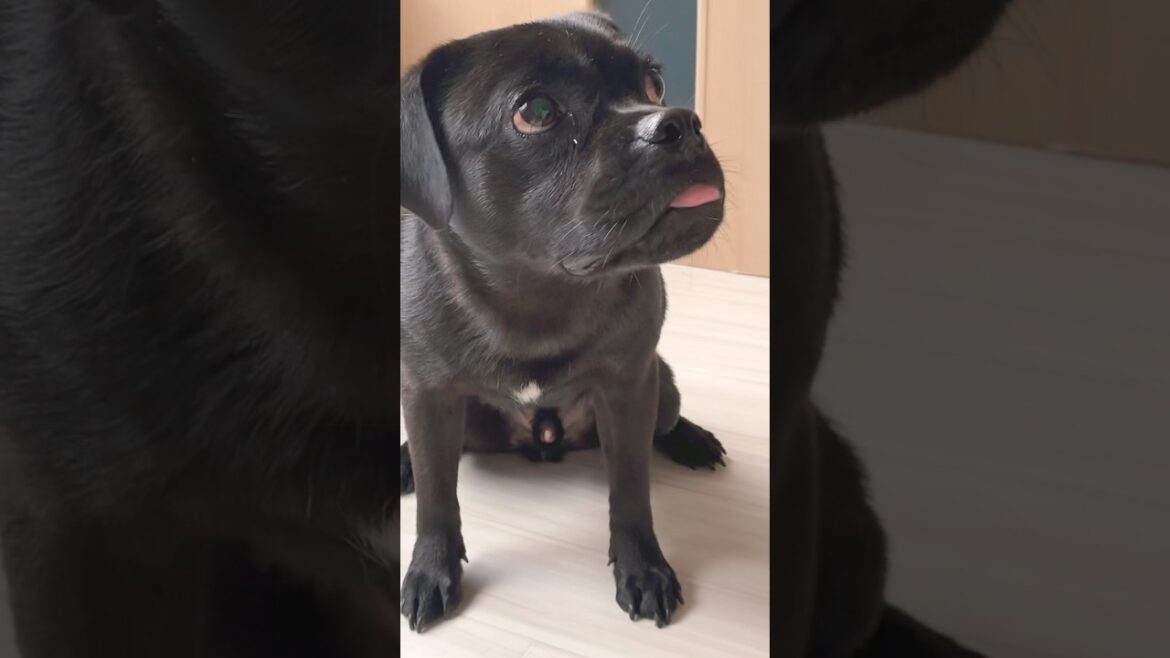 初めての誕生日ケーキに大興奮！ #shorts #pug #sharpei #パグ #シャーペイ #ミックス犬 #お誕生日 #1歳