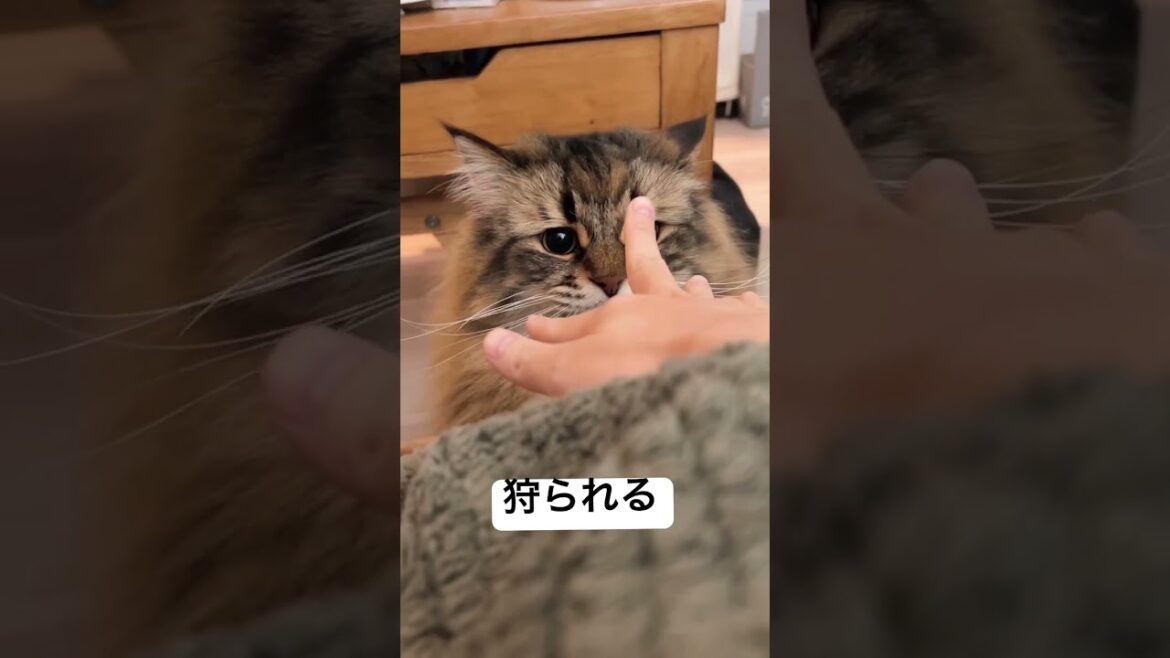 マジで狩られる5秒前 #サイベリアン #猫 #手あそび
