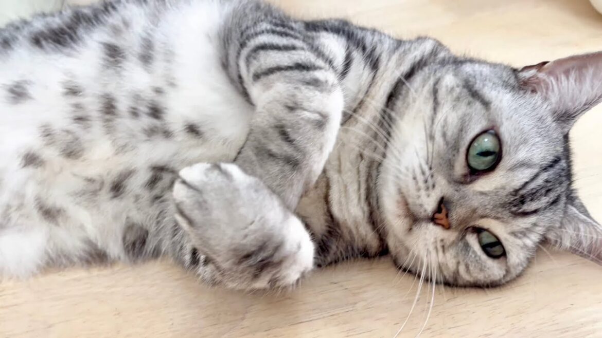 普通のアメリカンショートヘアとはちょっとちがうのがあいちゃん。