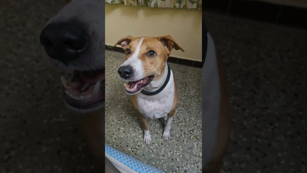 🥰#myanimal #funny #sakthi3901