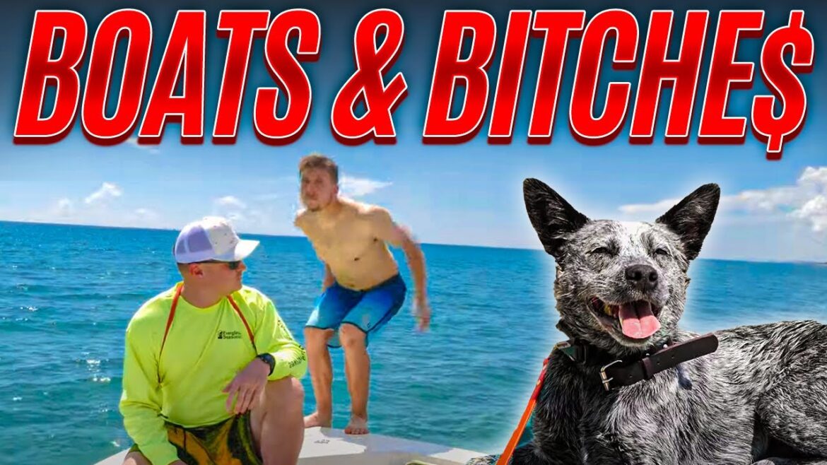 ボートでのプロの犬の訓練 - オーストラリアン・キャトル・ドッグ