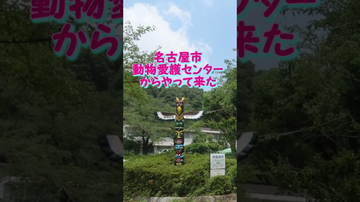 【保護猫カフェ】子猫4匹デビュー! #shorts 【保護猫カフェ】子猫4匹デビュー! #shorts