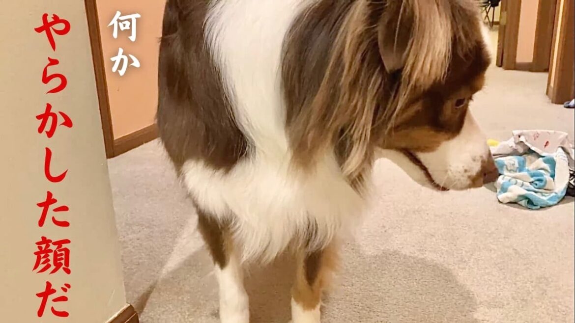 【犬のいたずら】秒で飼い主にいたずらを見破られるオーストラリアンシェパード