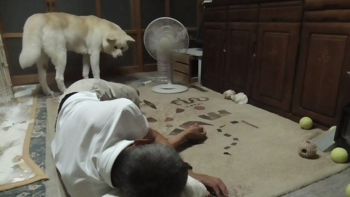 【秋田犬ゆうき】庭仕事で疲れた飼い主を起こさないようにしてたら逆に寝場所を整えられる【akita dog】