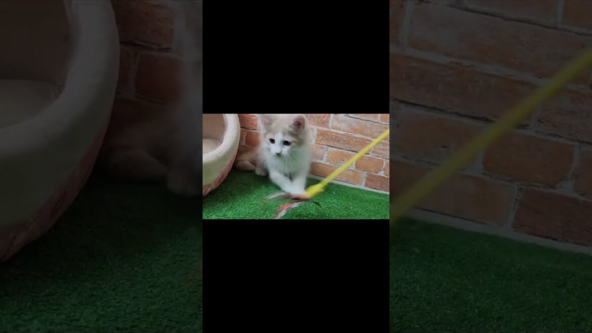 ノルウェージャンフォレストキャット 大きな耳と綺麗な八割れのわんぱく王子✨️ ノルウェージャンフォレストキャット 大きな耳と綺麗な八割れのわんぱく王子✨️