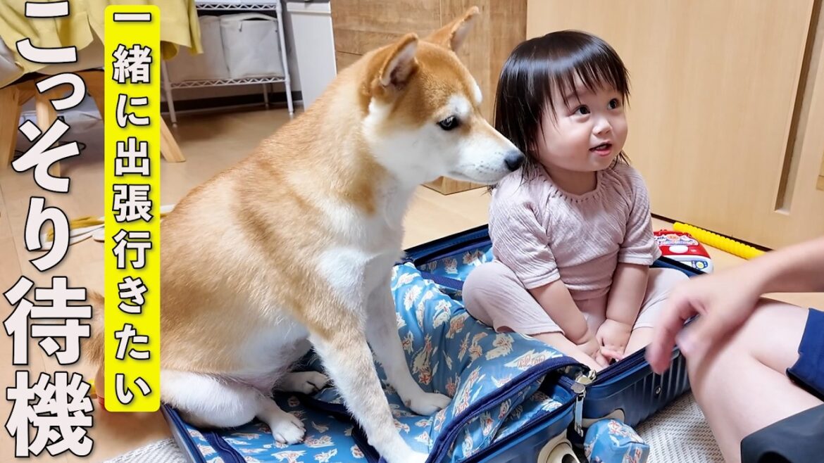 出張にこっそりついて行こうとする1歳児と柴犬が可愛すぎました…