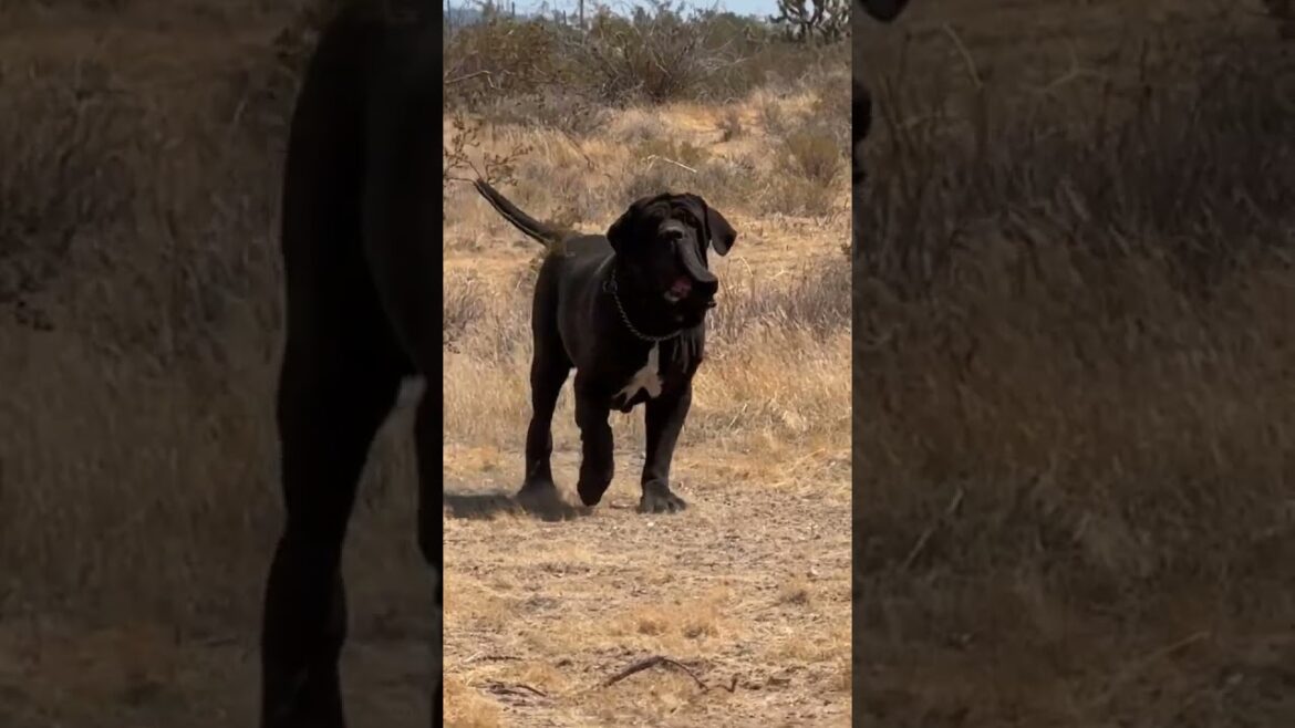 ナポリタン・マスティフがブランコを漕ぐ #mastiffbreed #mastiffdog #pitbull #neapolitanmastiff