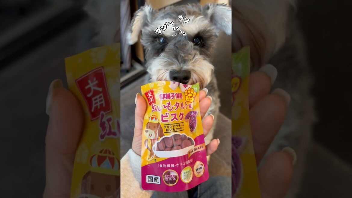 🐶新婚旅行のお土産あげてみた【ミニチュアシュナウザー】沖縄土産🌺
