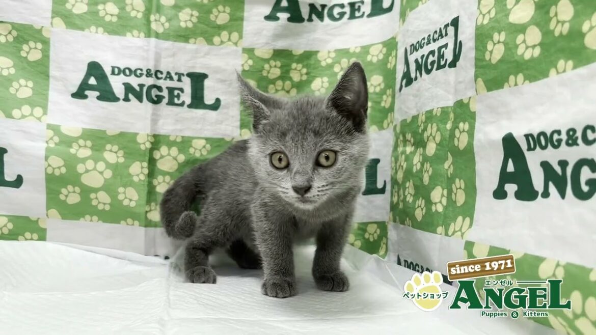 シャルトリュー 2507043 【ペットショップエンゼル 子犬・子猫販売】 シャルトリュー 2507043 【ペットショップエンゼル 子犬・子猫販売】