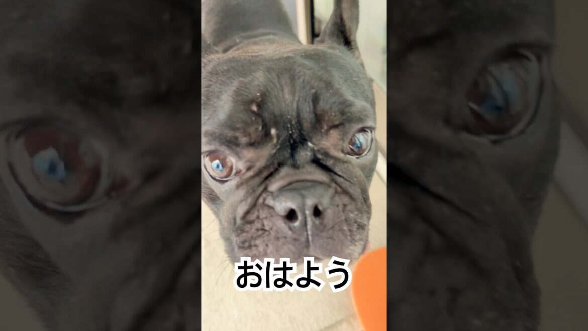 【今朝の凛さん】朝からベランダに出るフレンチブルドッグ🐶#frenchie #frenchbulldog #frenchbulldoglife #shorts 【今朝の凛さん】朝からベランダに出るフレンチブルドッグ🐶#frenchie #frenchbulldog #frenchbulldoglife #shorts