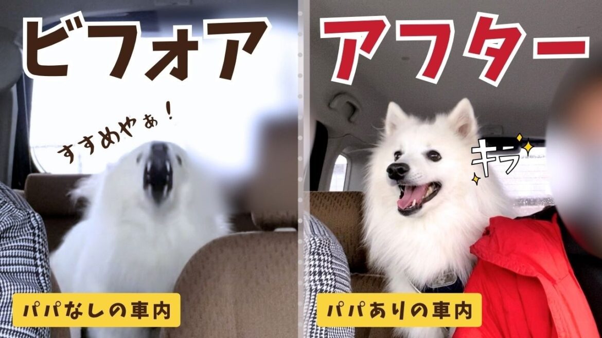 【残酷】犬とパパを迎えにいったらママへの態度と全然違った 【残酷】犬とパパを迎えにいったらママへの態度と全然違った
