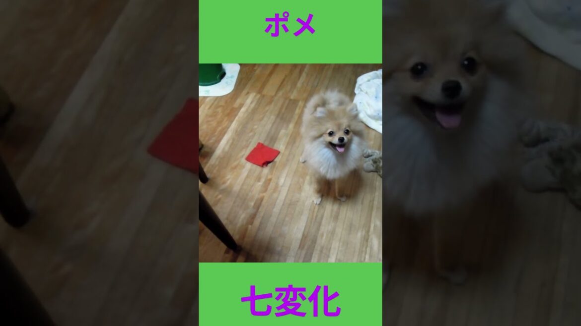 ポメ（ラブちゃん）七変化 #puppy #犬のいる生活 #ポメラニアン