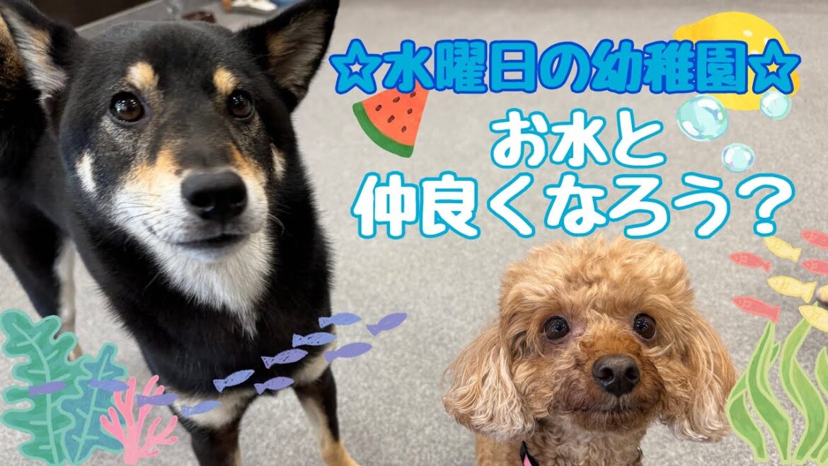 【犬の幼稚園】☆水曜日の幼稚園☆(万代店)