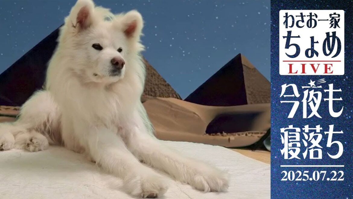 スフィンクスのたぬき寝入り？ 07/22 わさお一家 ちょめ  長毛秋田犬 おやすみ配信  #wasao_official
