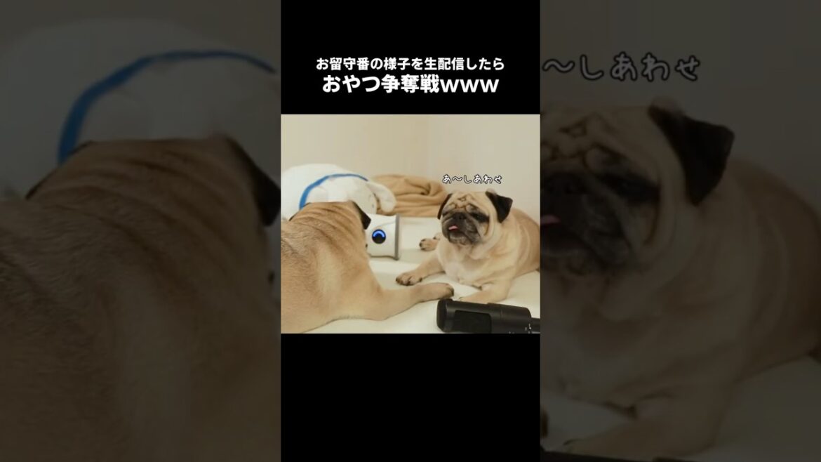 パグ親子のお留守番が可愛いWWWWW