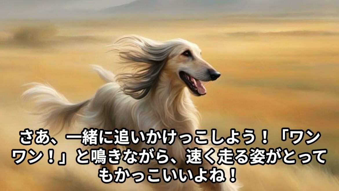 アフガン・ハウンドの秘密！