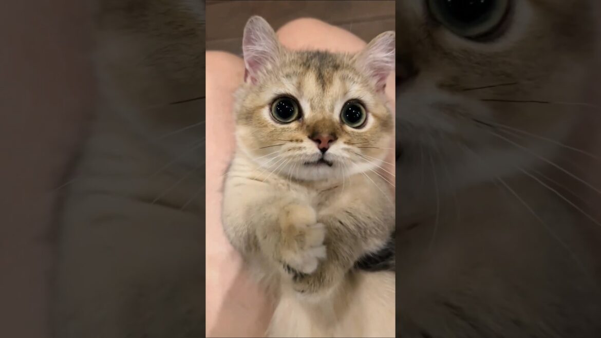 ネッコさん見て癒やされたら寝ろwww #動物 #ねこ #ネコ