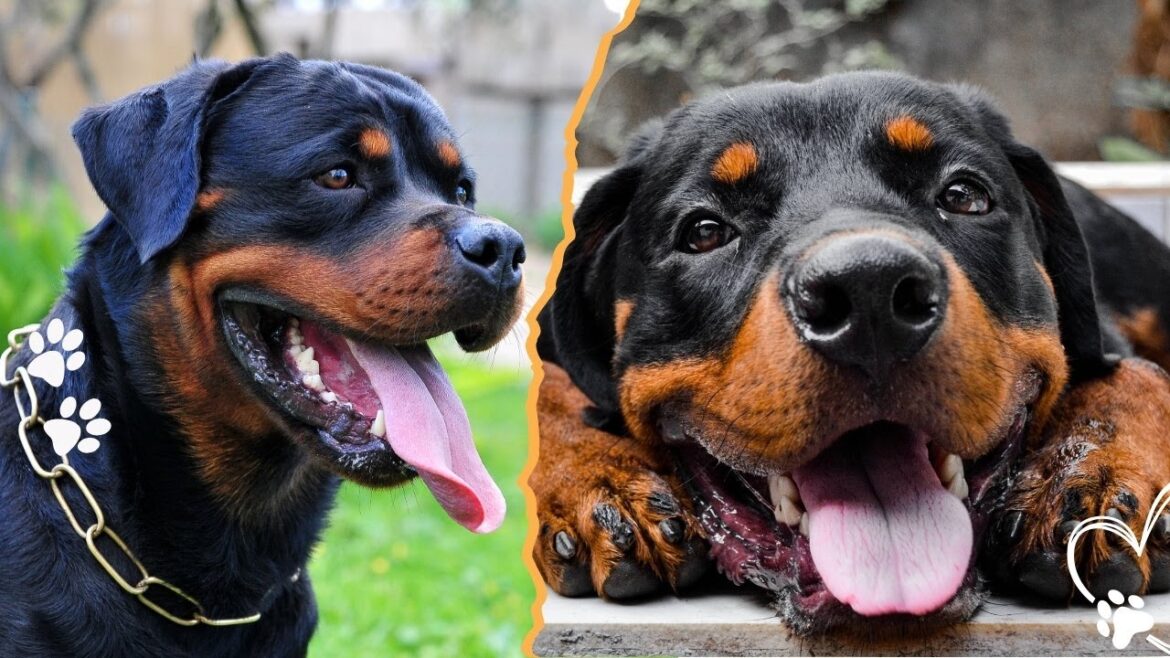 番犬やペットのロットワイラーに関する5つの危険な迷信 番犬やペットのロットワイラーに関する5つの危険な迷信