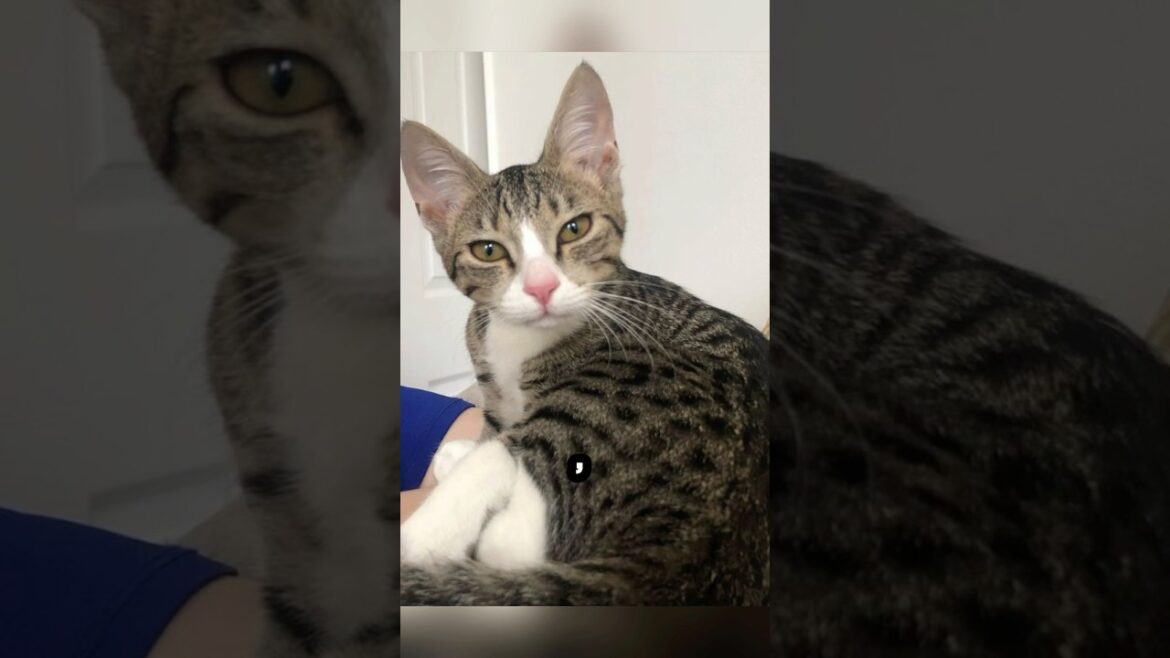 “American Wirehair: The Rare Curly-Coated Cat!” #rareanimals #rarecat