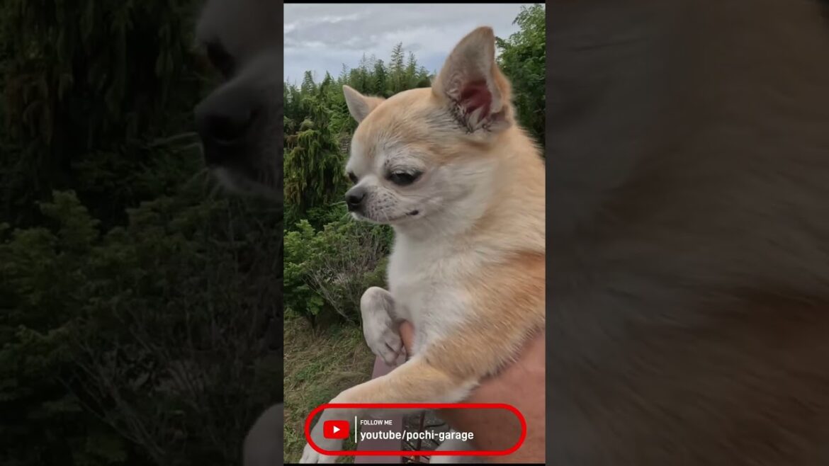 スムースコートチワワ きな子ちゃん@山梨 差出磯大嶽山神社 #Shorts #dog