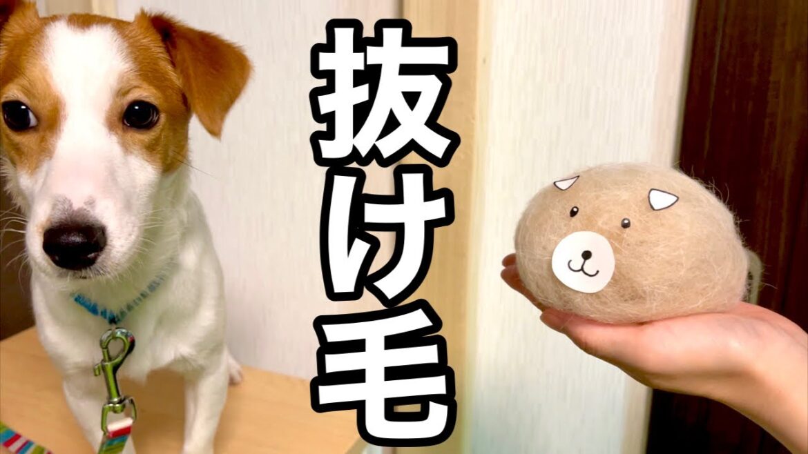 【衝撃の毛量】どこからそんなに抜けてんの！？プラッキング威力とは！？［しゃべる犬 ジャックラッセルテリア］