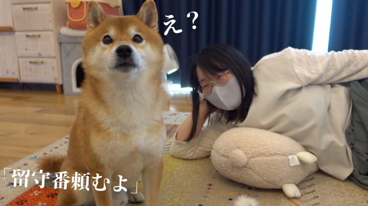 留守番を任された柴犬がまさかの逆襲？可愛すぎる結末が、これ。